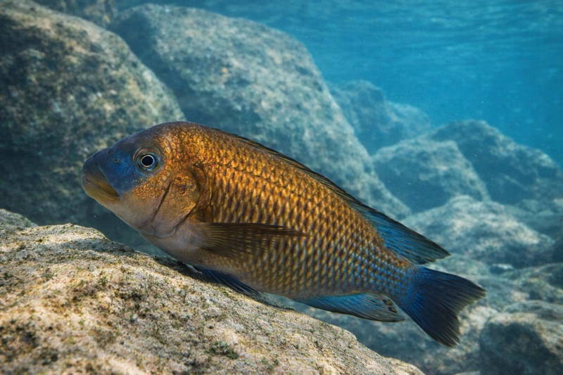 Petrochromis famula 'Ubwari'